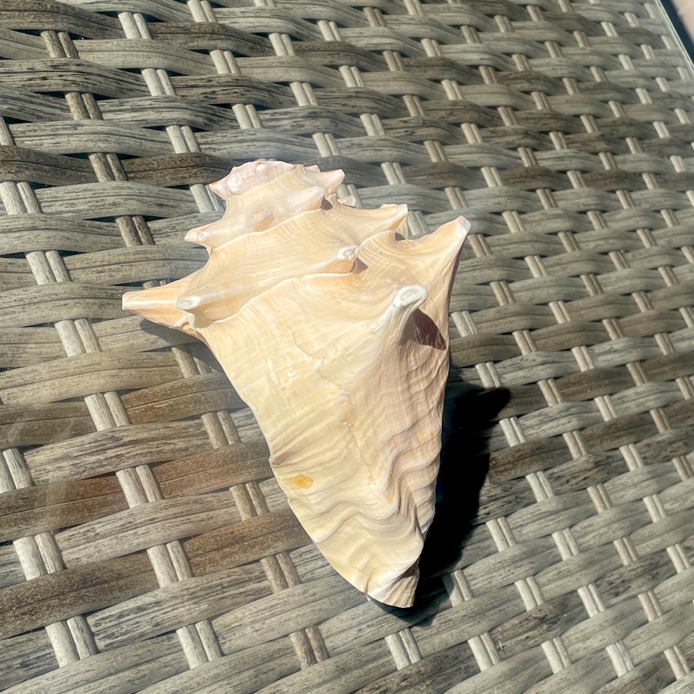 Pink Queen Horned Conch Shell Decor